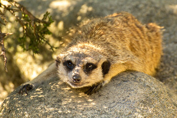 the meerkat is lying on the stone - obrazy, fototapety, plakaty