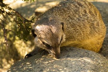 the meerkat is lying on the stone