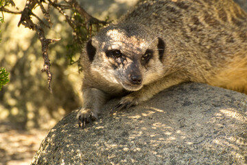 the meerkat is lying on the stone