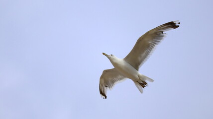 seagull in flight