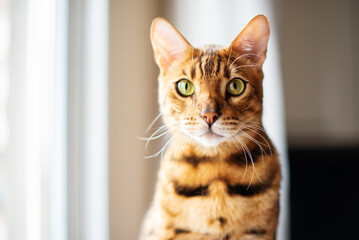 Portrait of a cute Bengal cat looking in camera, Close up. Cat in the home interior, staying stay by the window, on a cat's shelf of a cat's house. Pets concept, pets friendly and care concept.