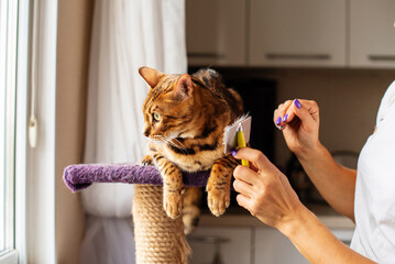 Woman hands combing fur of a Bengal cat with brush. Woman taking care of pet removing hair at home....