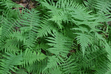 Naklejka na ściany i meble New York ferns, Thelypteris noveboracensis, form a green carpet on the forest floor