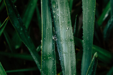 vida en la naturaleza yuca