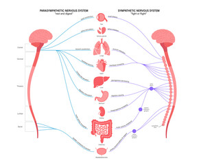 Autonomic nervous system