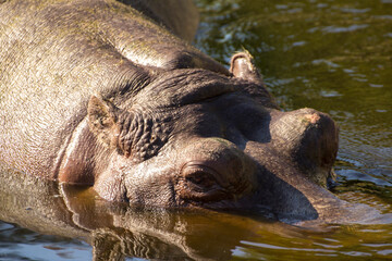 snout of a hippo floating in the water