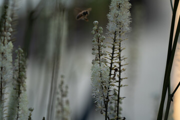 bee at work produce honey