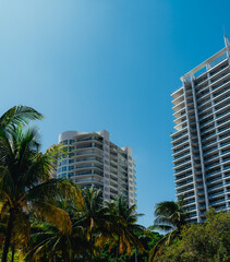 Fototapeta na wymiar palm trees marina buildings coconut grove city Miami Florida sky blue 