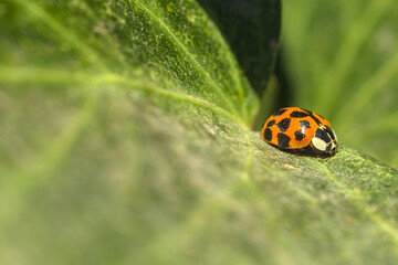 chinita o mariquita sobre hoja verde 