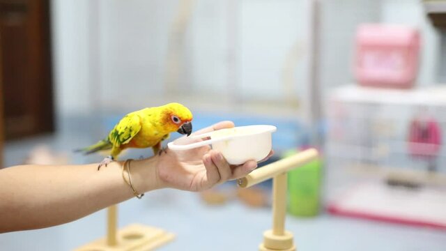 feeding baby parrots