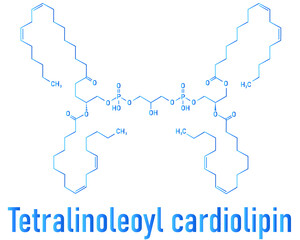 Cardiolipin (tetralinoleoyl cardiolipin) molecule. Important component of the inner membrane of mitochondria. Skeletal formula.
