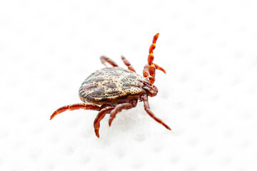 Dermacentor Tick Male Insect Isolated on White. Encephalitis Virus or Lyme Borreliosis Disease Infectious Tick or Mite Arachnid Parasite Macro.