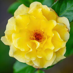 Beautiful Yellow Rose Flower Bud Macro Close-up