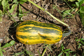 Obraz premium A beautiful yellow pumpkin on a plantation maturing under the bright sun.