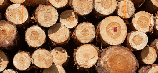 Wooden background. Cut tree logs. Close up Banner. texture, Deforestation industry. Nature protection