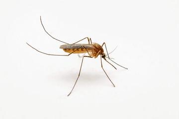 Dangerous Malaria Infected Mosquito on White Wall. Leishmaniasis, Encephalitis, Yellow Fever, Dengue, Malaria Disease, Mayaro or Zika Virus Infectious Culex Mosquito Parasite Insect Macro.