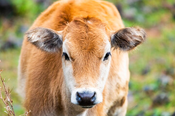 Naklejka na ściany i meble Cute cattle cub portrait close up at day