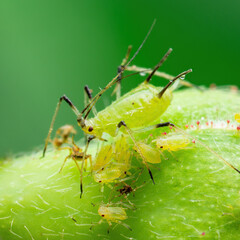 Aphid Colony Close-up. Greenfly or Green Aphid Garden Parasite Insect Pest Macro on Green Background
