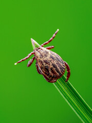 Encephalitis Tick Insect Crawling on Grass. Encephalitis Virus or Lyme Borreliosis Disease Infectious Dermacentor Tick Arachnid Mite Parasite Macro.