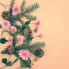 Green spruce branches with cones and pink chrysanthemum flowers on a pastel background