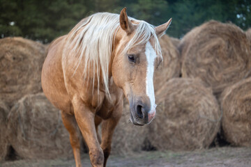 calm relaxed beautiful horse in motion in the pasture with hay in the background. care of the horses. Quarter Horse