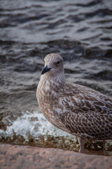 seagull on the beach