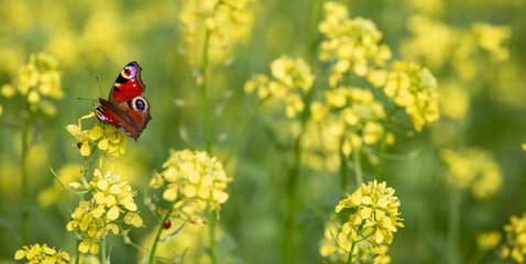 The butterfly is pollinating yellow rapeseed flowers. Banner. Autumn September - Powered by Adobe