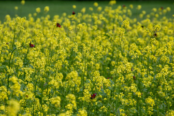 Rape field. Blooming Flowers. Organic cultivation. Agriculture