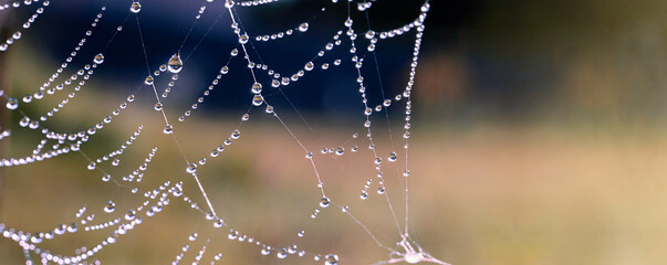 Autumn meadow background. Cobweb with water drops. Banner in autumn colors.