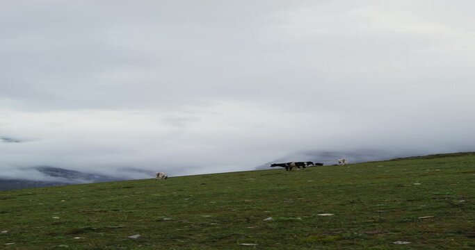 Mountain cows graze on a green lawn among the mountain peaks