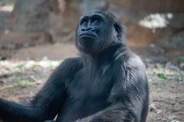 Gorilla looking a far