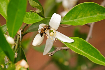 Isolated orange flower in bloom being pollinated by a small bee.