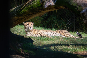 cheetah resting © Gerardo
