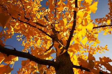 Maidenhair tree (Ginkgo biloba ) yellow leaves on tree from bottom view, autumn concept
