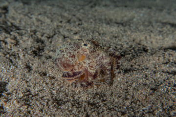 Fish swim in the Red Sea, colorful fish, Eilat Israel
