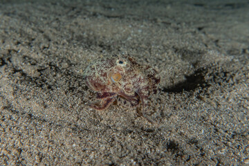Fish swim in the Red Sea, colorful fish, Eilat Israel
