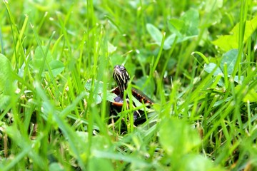 Baby turtle lost in tall grass