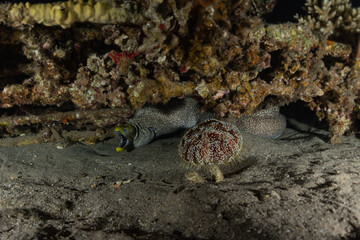 Moray eel Mooray lycodontis undulatus in the Red Sea, Eilat Israel
