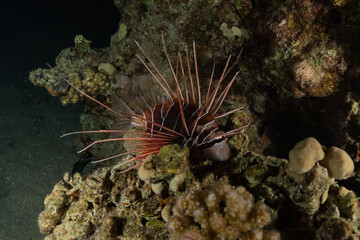 Lion fish in the Red Sea colorful fish, Eilat Israel
