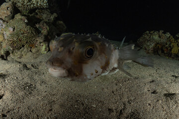 Fish swim in the Red Sea, colorful fish, Eilat Israel
