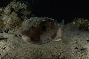 Fish swim in the Red Sea, colorful fish, Eilat Israel
