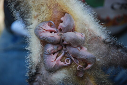 Marsupiais filhotes nas tetas da mãe
