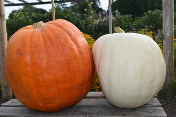 Atlantic giant orange and huge pure white polar bear pumpkins in west London The whole family goes...