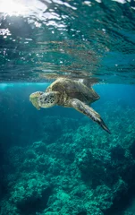 Fotobehang green sea turtle coming to the surface to breath in Hawaii © Drew