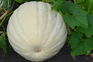 The Polar Bear produces extra large white pumpkins which retain their pure colour after maturity in...