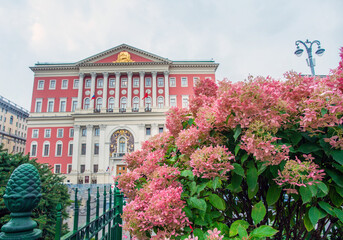 Amazing pink Hydrangeas bushes in garden next to Mayor building of Moscow -garen of Flower Jam 2021