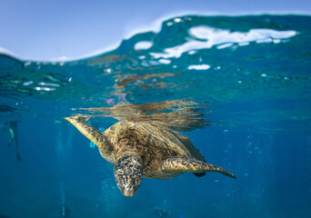 green sea turtle coming to the surface to breath in Hawaii