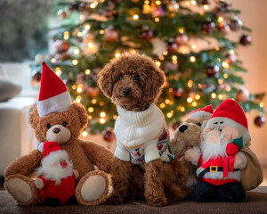Poodle and his friends in front of a Christmas tree with fairy lights background