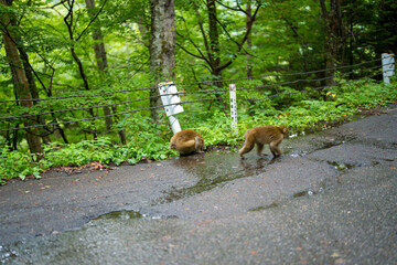 長野県松本市安曇の路上にいる野生の猿 A wild monkey on the street in Azumi, Matsumoto City, Nagano Prefecture. 