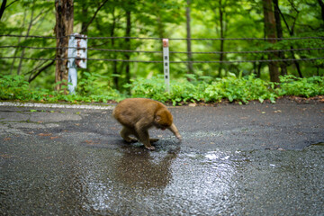 長野県松本市安曇の路上にいる野生の猿 A wild monkey on the street in Azumi,...